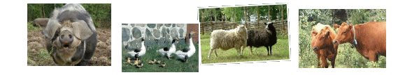 Fr. v�nster - linder�dssvin, sk�neg�ss, kl�vsj�f�r, r�dkulla