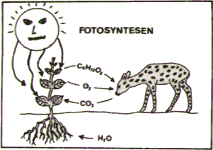 Fotosyntesen
