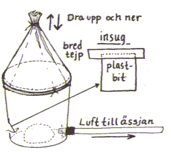 Burkbälg
