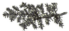 En