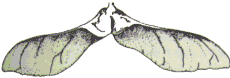 Lönn