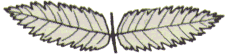 Rönn