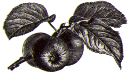 Äpplen
