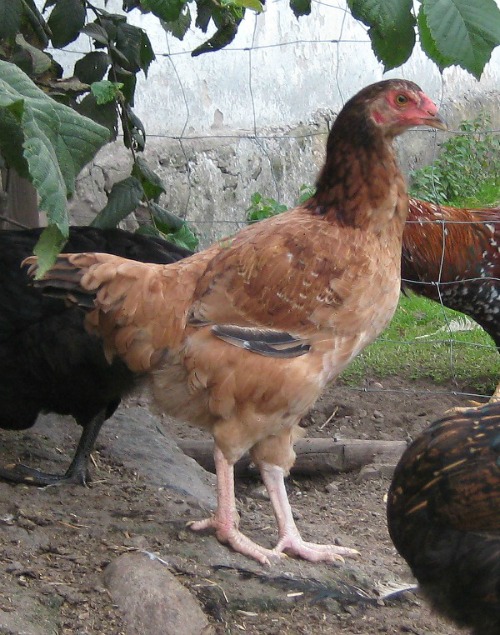 forum naken kycklingar